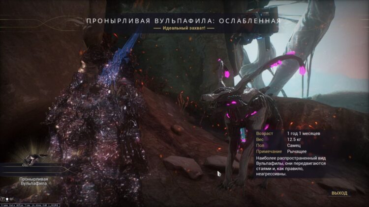 Захваченная вульпафила